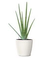 Sansevieria Cylindrica
